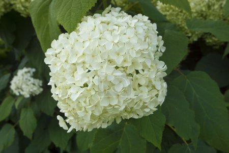 White hydrangea flower.