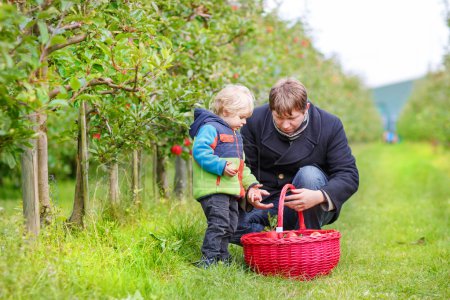 Little toddler boy of two years picking red apples in an orchard