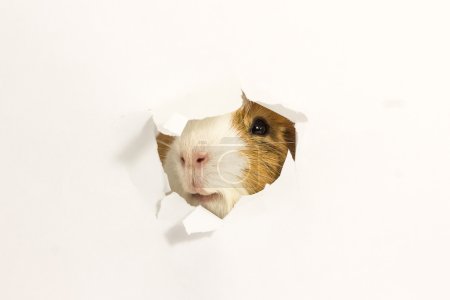 Guinea pig looks through the hole in the paper.