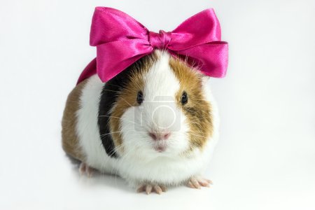 Guinea pig with a bow .