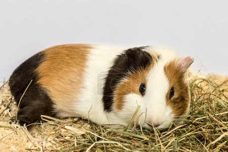 Guinea pig and hay.