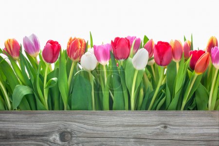 spring tulips flowers