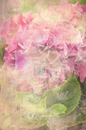 Beautiful hydrangea flower background