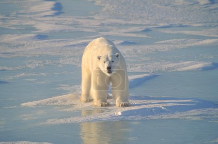 Polar Bear On Ice