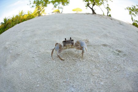 crab on a white sand beach