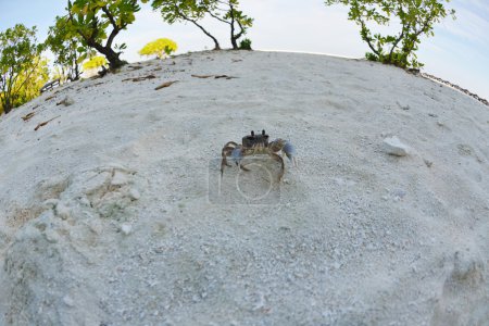 crab on a white sand beach