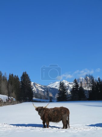 winter cow