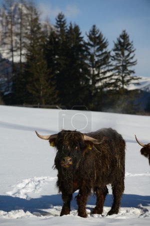 cow animal at winter