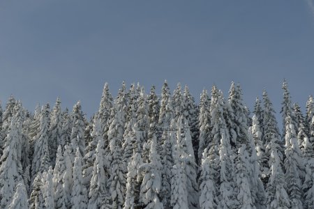 Trees covered with hoarfrost and snow