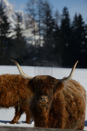 cow animal at winter