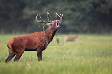 A red deer bellowing in the wild.