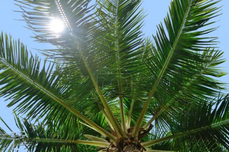 palm tree and sun light