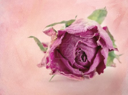 Dried pink rose