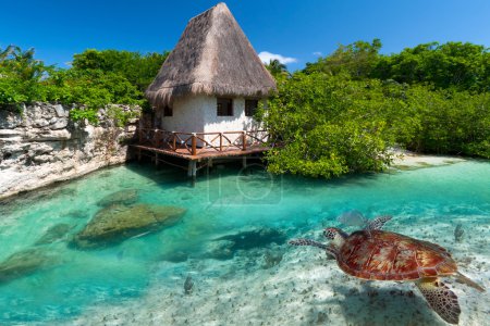 Mexican scenery with green turtle