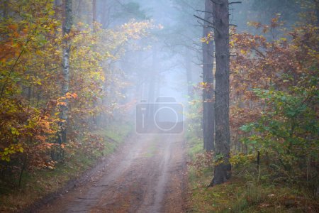 Misty forest in foggy weather