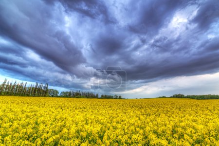 Summer storm over the repeseed field