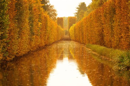 Yellow autumnal park