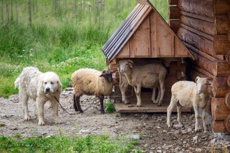 Sheep and goats under wooden hut in Tatra mountains