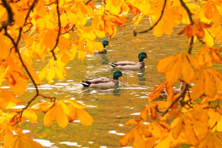 Ducks swimming across the pond