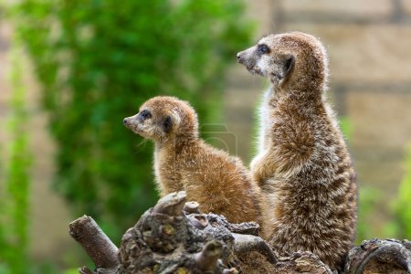 Meerkats in the zoo