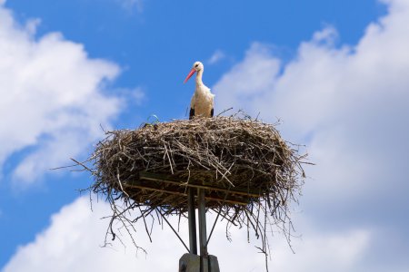 Stork in the nest with baby birds