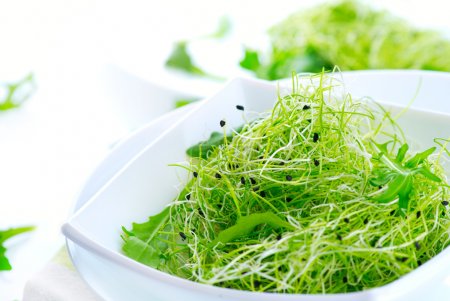 Microgreens. Healthy Green Salad. Little Sprouts. Diet