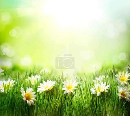Spring Meadow with Daisies. Grass and Flowers border