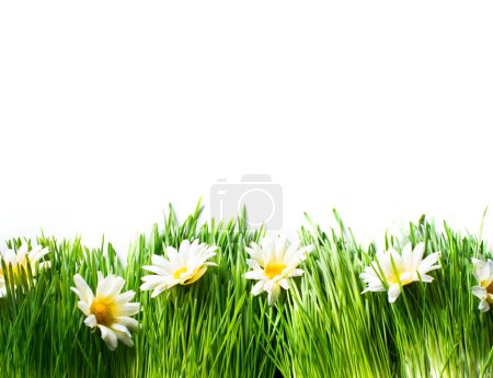 Spring Meadow with Daisies. Grass and Flowers