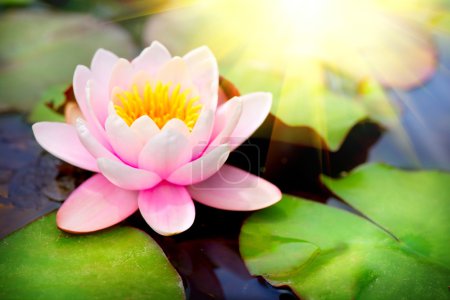 Blooming floating waterlilly