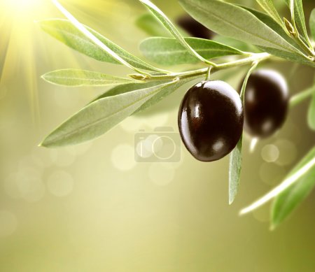 Growing Olives. Black Ripe Olive on a Tree