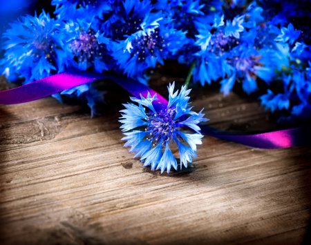 Wild Blue Cornflowers