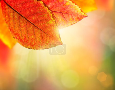 Autumn Background. Beautiful Colorful Leaves and Sunlight