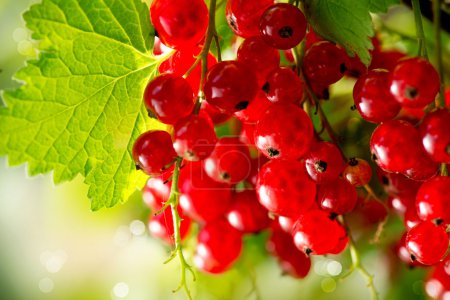 Redcurrant. Ripe and Fresh Organic Red Currant Berries Growing