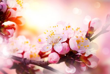 Spring Blossom. Apricot Flowers