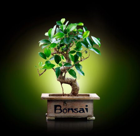 Bonsai isolated on Black background