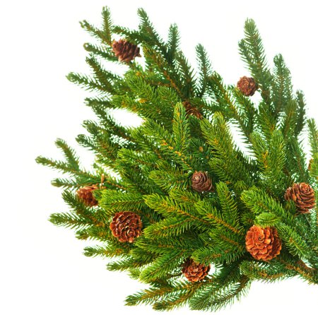 Christmas Tree Branch with Cones border isolated on a White