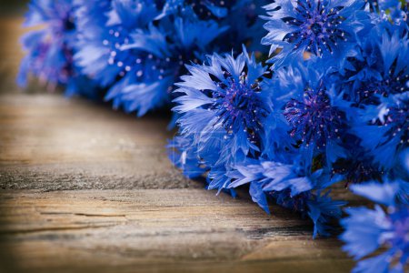 Wild blue  Cornflowers