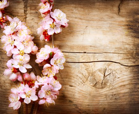 Spring Blossom over wood background