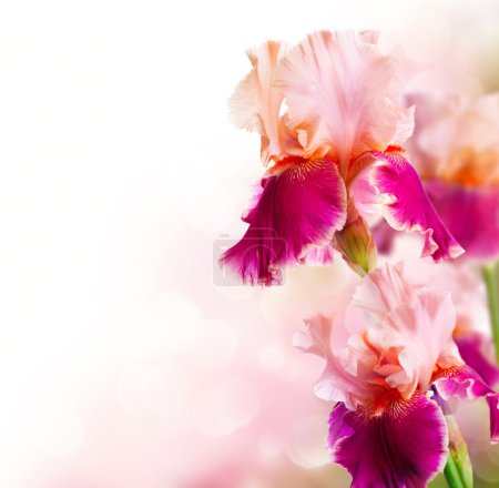 Iris Flowers Art Design. Beautiful Flower