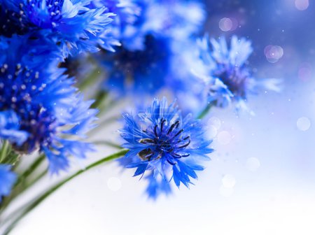 Wild Blue Cornflowers.