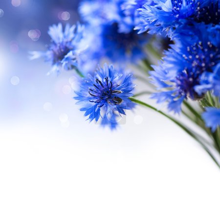 Wild Blue Cornflowers.