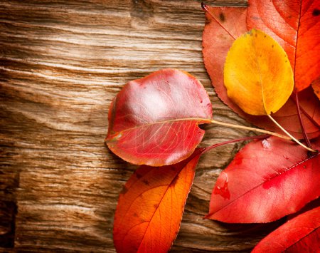 Autumn Leaves over wooden background. Fall