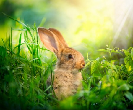 Rabbit. Art Design of Cute Little Easter Bunny in the Meadow