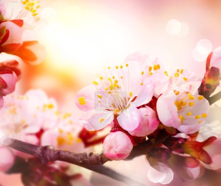 Spring Blossom. Apricot Flowers