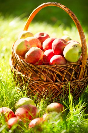 Organic Apples in the Basket. Orchard. Garden