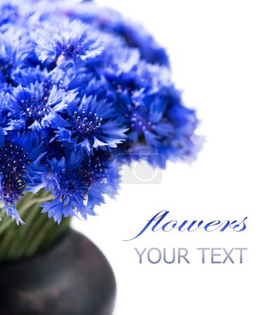 Wild blue Cornflowers.