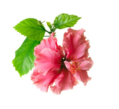 Hibiscus Flower isolated on a White Background