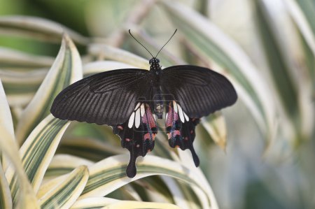 Scarlet Swallowtail butterfly