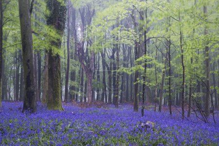 Vibrant bluebell carpet Spring forest foggy landscape