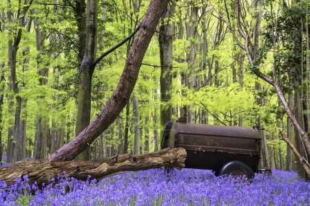 Old farm machinery in vibrant bluebell Spring forest landscape